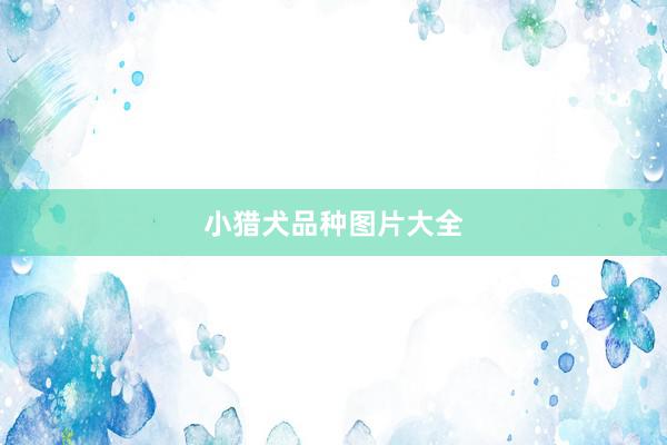 小猎犬品种图片大全